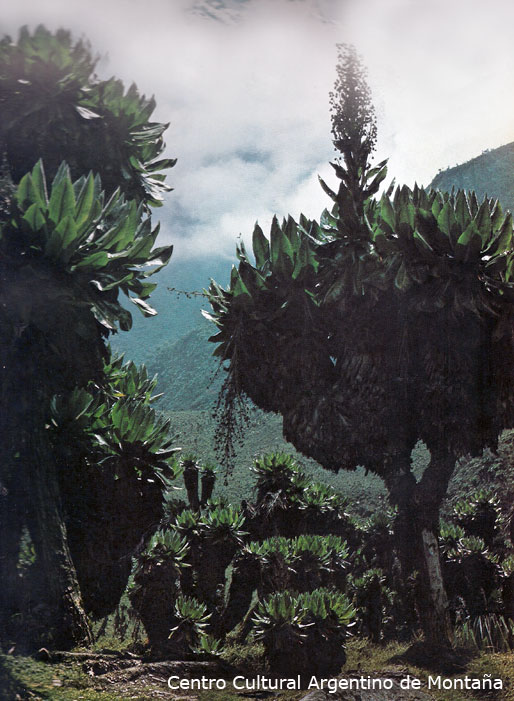 Zona de los Refugios de Bujuku, montañas de Ruwenzori, Africa