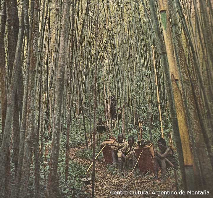 Bosque de bambu, Ruwenzori, Africa. Montañas de Ruwenzori.