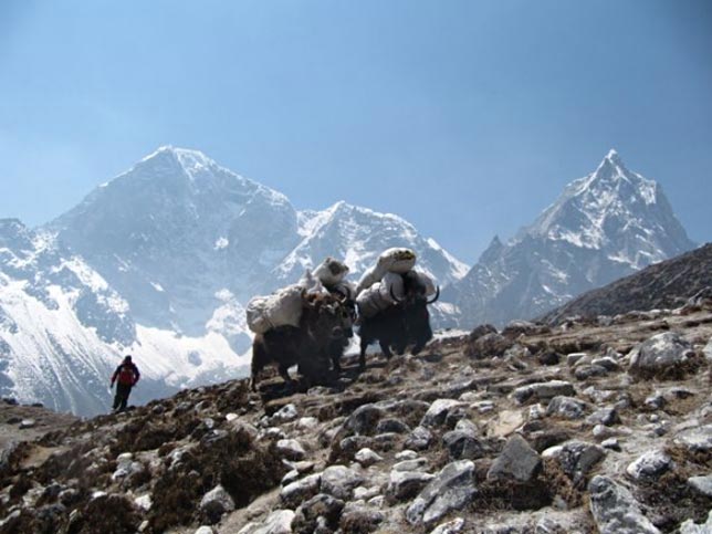 Los yaks con sus cargas y el Everes de fondo