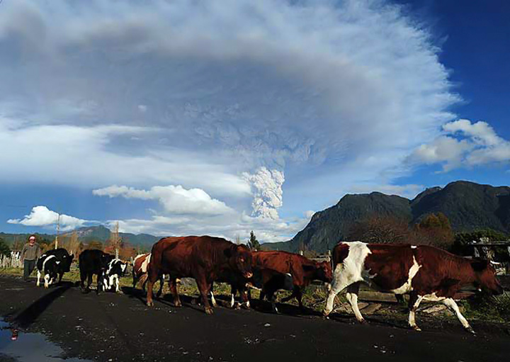 El Gobierno de Chile ha evacuado a unas 4.000 personas de las cercanías del cordón volcánico Caulle. Fotos: AFP y Reuters