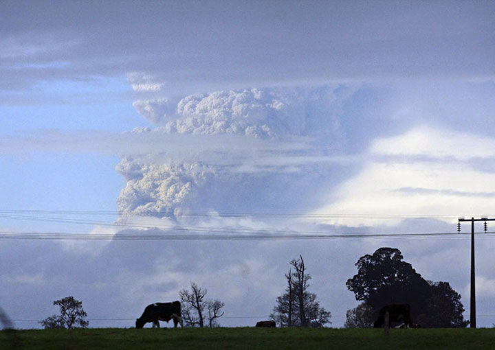Columna de humo y cenizas del Volcán Puyehue, Chile,  afectan a zonas rurales. Foto: Luis Castro