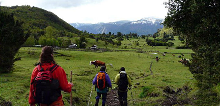 Camino hacia Gaviota, selva de Valdivia, Región de Los Lagos