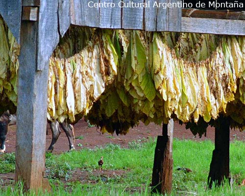 Hojas de tabaco secandose cerca de Parque Provincial Urugua-i