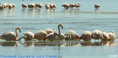 Flamencos en el Monumento Natural Laguna de los Pozuelos.