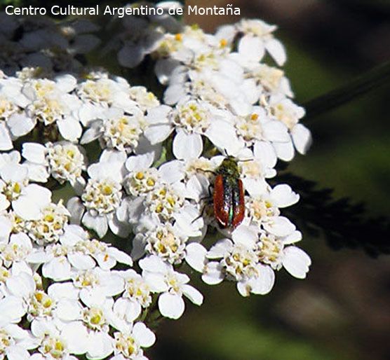 Flores e insecto, Patagonia 