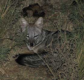 Zorro sorprendido durante la noche al relizar campamento. Fauna de Las Sierras.