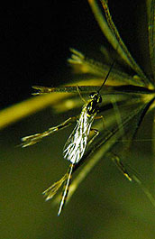 Insecto (avispa) en proximidades de Río Tercero, Córdoba.