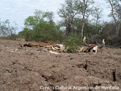 Zona Chaqueña azotada por la sequía