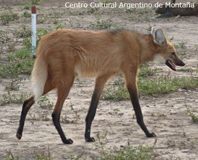 Aguara Guasu, especie en peligro de extinción