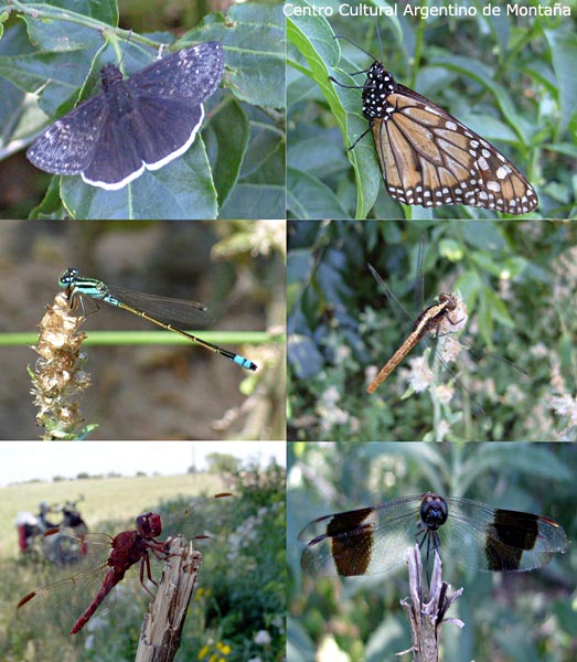 Mariposas e insectos de la zona 