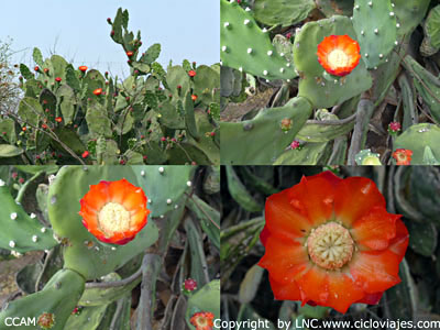 Cactus florido en el monte chaqueño. Formosa