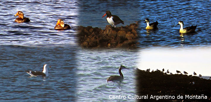 Fauna en Cabo Dos Bahias, Chubut. Travesía en bicicleta a los Parques Nacionales