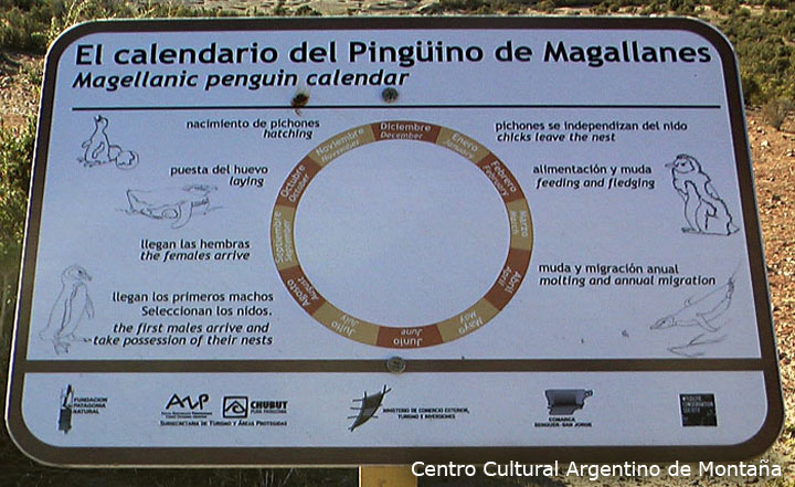 Calendario del Pingüino de Magallanes, Cabo Dos Bahias, Chubut. Travesía en bicicleta a los Parques Nacionales