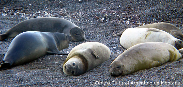 Elefantes Marinos en Caleta Valdez, Chubut