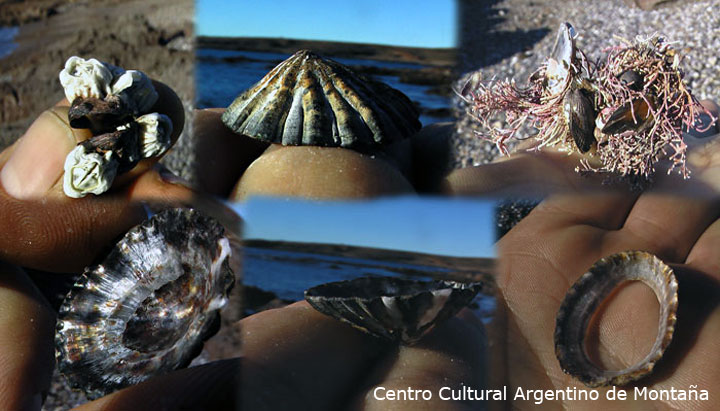 Caparazones de vívaros y otros bichos de mar en costa Camarones, Chubut. Travesía en bicicleta a los Parques Nacionales