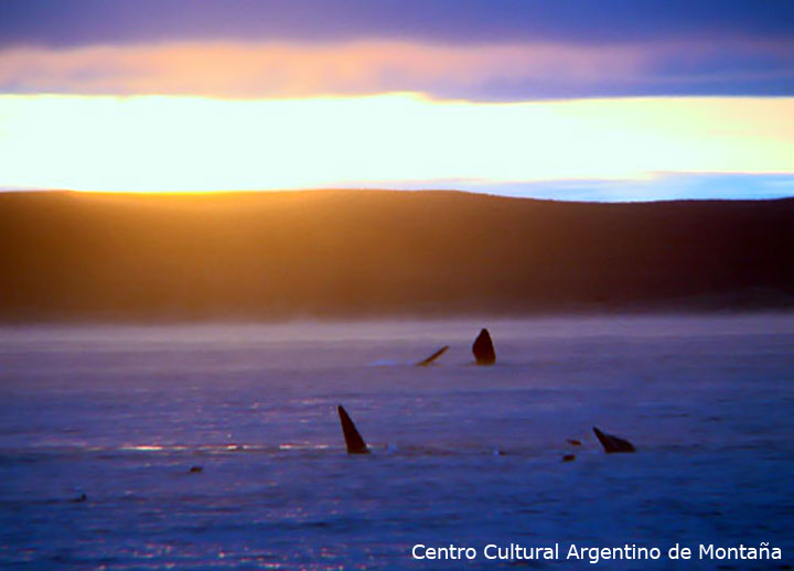 Avistaje de ballenas al amanecer, Punta Flecha, Chubut