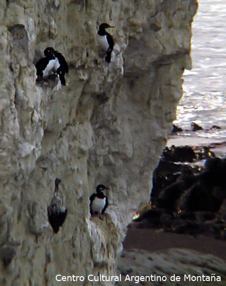 Aves acuáticas en las costas de Península Valdez, Chubut