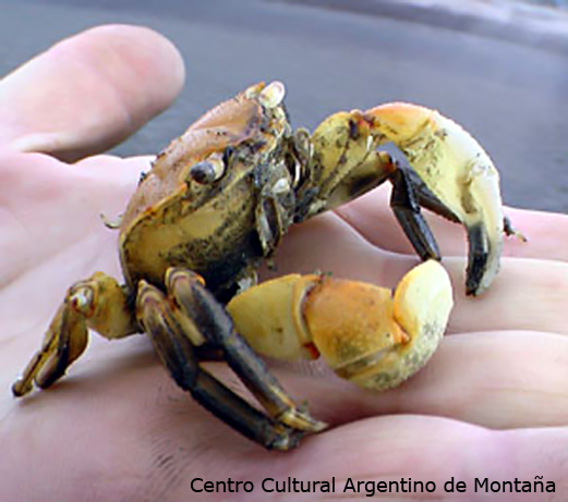 Cangrejo en el pueblo pesquero de Riacho S. José, Península de Valdez, Chubut