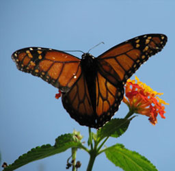 Mariposa avistada en el Parque Nacional Otamentdi.