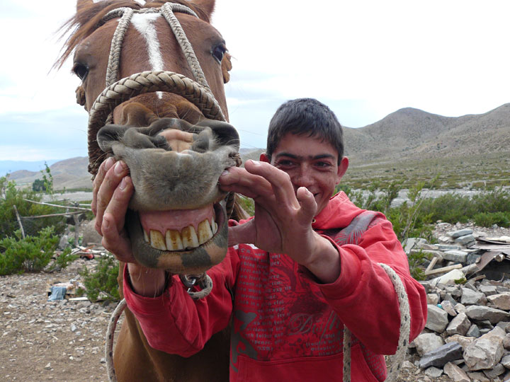Bibi revisando los dientes de su caballo.
