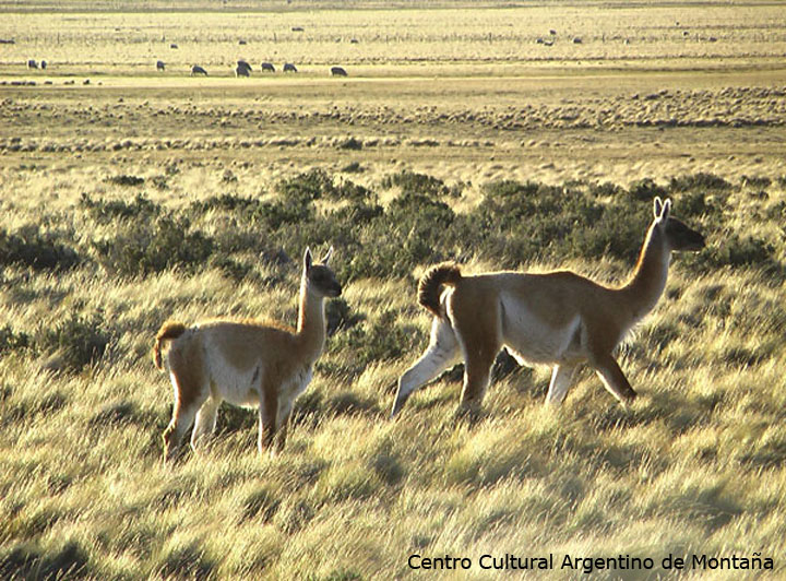 Guanacos al costado de la Ruta Nacional 3, en las proximidades de Río Gallegos, Santa Cruz. Travesía en bicicleta a los Parques Nacionales