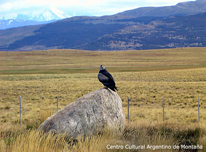 Aguila Mora, Tierra del Fuego