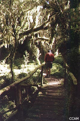 Sendero del PN Queulat. Chile