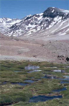 Vegas y nevés en el Valle del Cura, vitales para la supervivencia de San Juan.