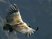 Condor en extinción. Cartas de un cazador - El Cóndor. Cuentos y Leyendas de Montaña.