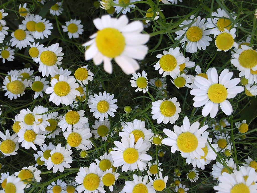 Escalada Extrema en Roca y Hielo Garth Hattingh Blume (Joe Josephson en Montañas Rocosa USA)